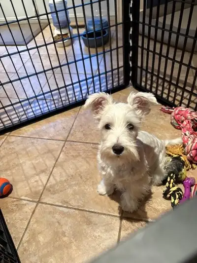Magnifique Chiot Schnauzer miniature (entre 12 et 18 livres) blanc à vendre, né le 18 janvier 2025,...