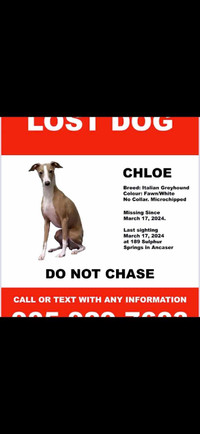 Missing greyhound