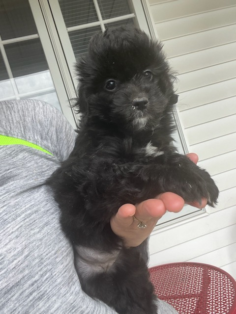 Cockapoo puppy in Dogs & Puppies for Rehoming in Markham / York Region