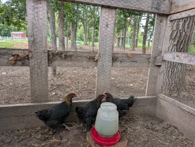 Pure Bred Black Copper Maran Chickens , View more