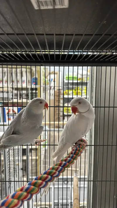 Beautiful pair of Indian Ringneck Blue Lacewing parrots available. Both birds are banded 2019 and ar...