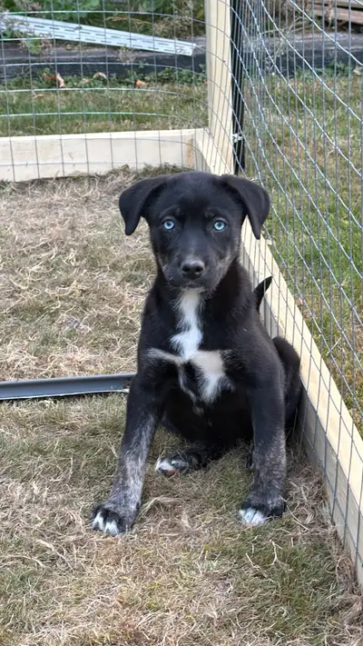 READY NOW ❤️Siberian husky x staffy pups❤️, View more