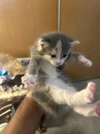 Two female kitten will be ready to go to there new home in a week. Age- 6 weeks Breed- Domestic shor...