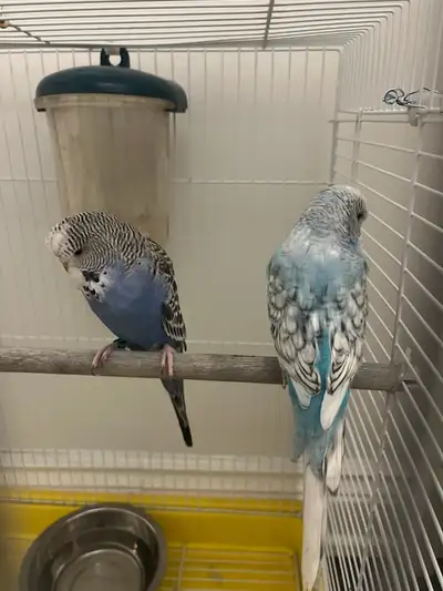 2 Budgies with Cage and food, View more
