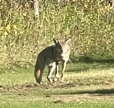 Coyote Removal, View more