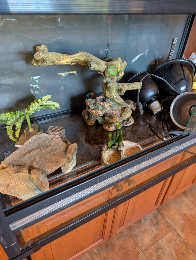 Bearded dragon aquarium in Reptiles & Amphibians for Rehoming in Oshawa / Durham Region - Image 2