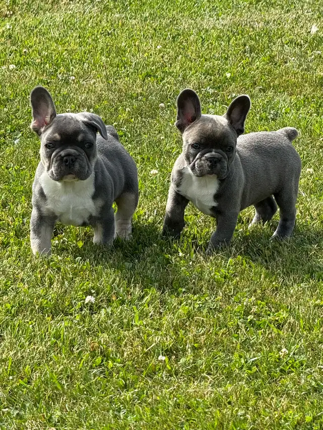  French bulldogs puppies  in Dogs & Puppies for Rehoming in Hamilton - Image 10