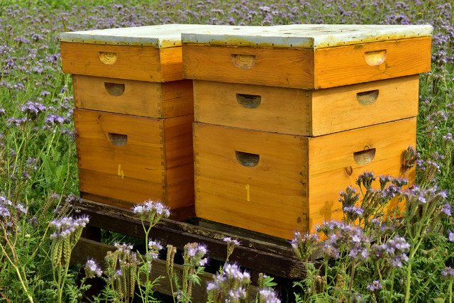 Nuclei - abeilles locales dans Autres animaux à adopter  à Ville de Montréal - Image 2