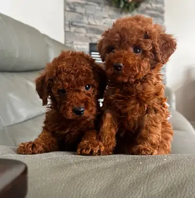 Red toy poodle puppies ready for their new homes. They are vaccinated and dewormed and comes with he...