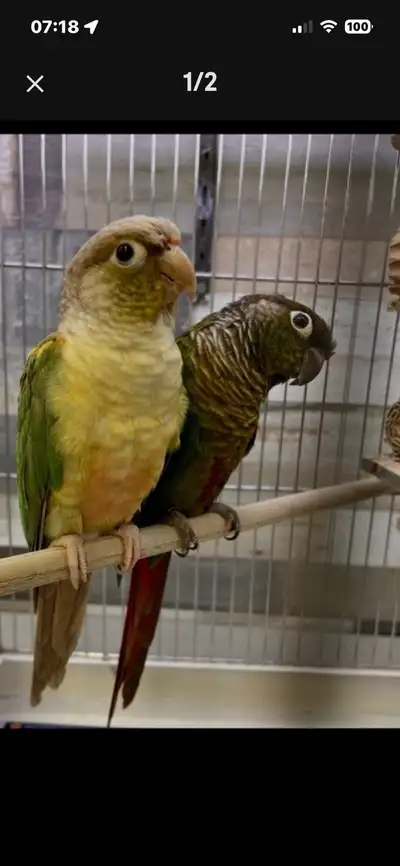 Couple de conure, View more