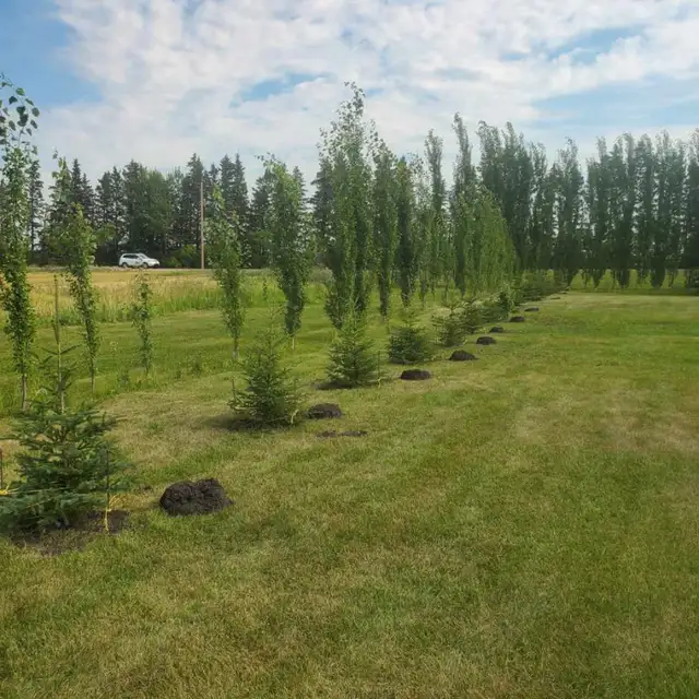 Spruce Trees For Sale62863276352769123