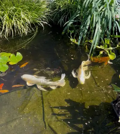 2 white butterfly koi fish 20” long for sale, View more