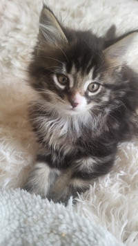 Maincoon Cross Kittens for adoption and rehoming