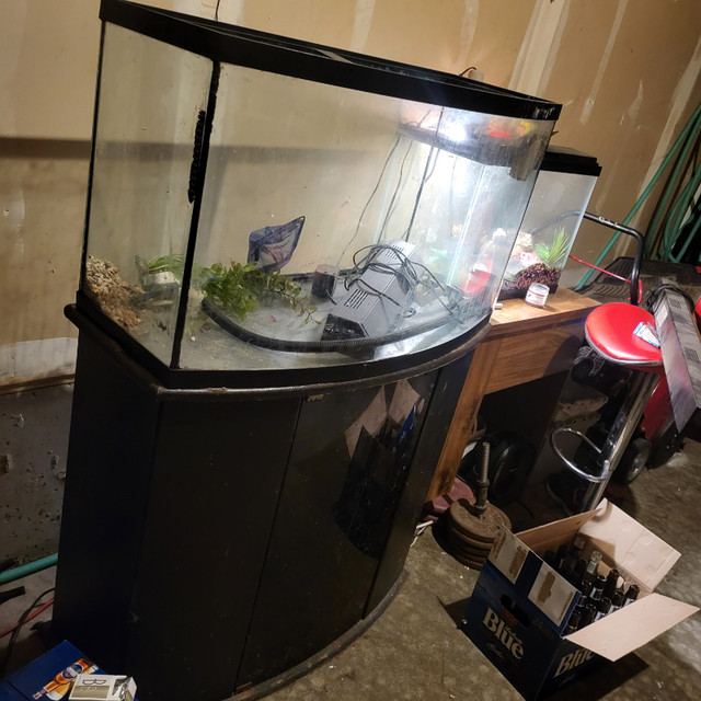 45 Gallon Bow Front Fish Tank and Stand in Accessories in Kitchener / Waterloo - Image 4