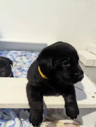 Chiots Labrador enr. CCC disponible été 2025. Ils sont nés!!!, View more