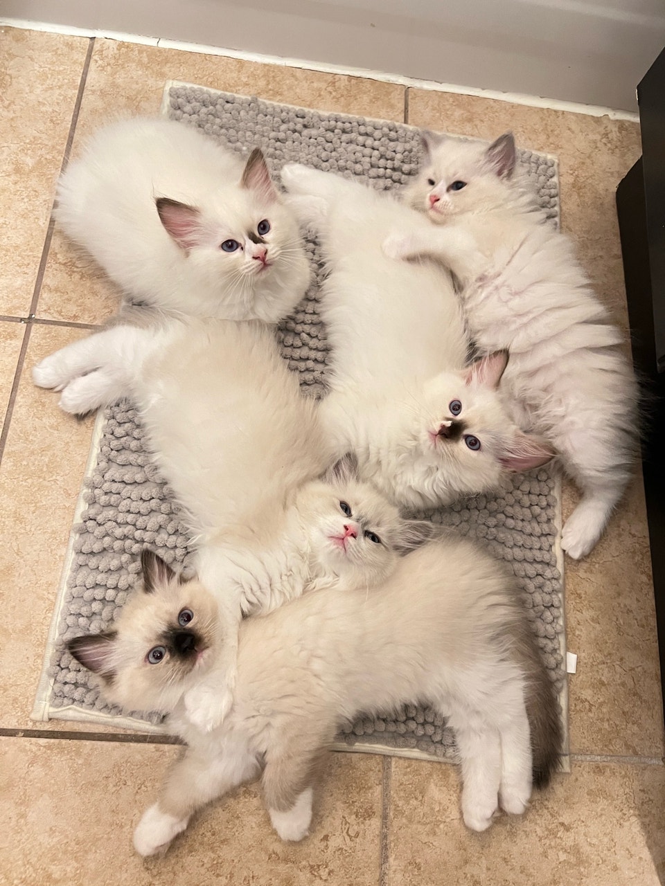 Ragdoll kittens | Cats & Kittens for Rehoming | City of Montréal | Free ...