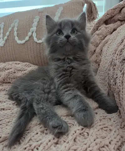 Chaton Siberien hypoallergene, View more