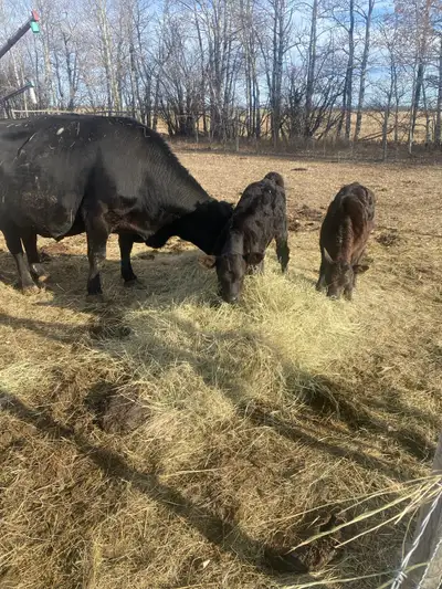 I have a pure bred angus cow with twins, 3 weeks old, one is a bull and one is a heifer. If you are...