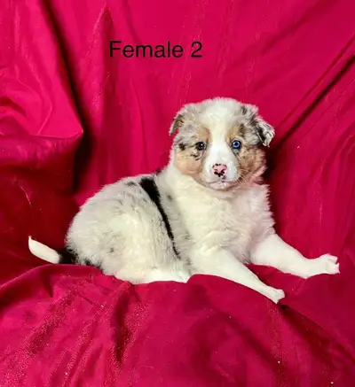 Australian Shepherd cross puppies , View more