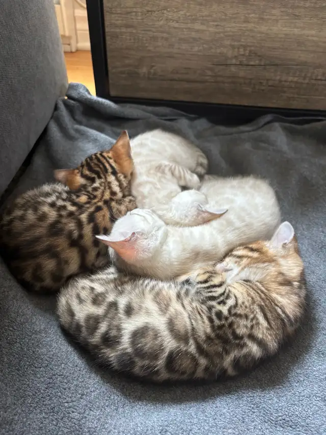 Chatons Bengal in Cats & Kittens for Rehoming in Saint-Jean-sur-Richelieu - Image 6