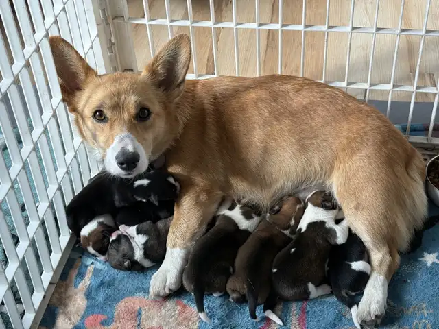 cowboy corgis in Dogs & Puppies for Rehoming in Vernon - Image 10
