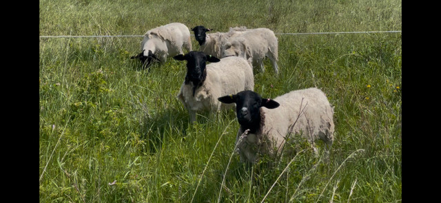 Bred Dorper Ewe Lambs in Livestock in St. Albert - Image 3