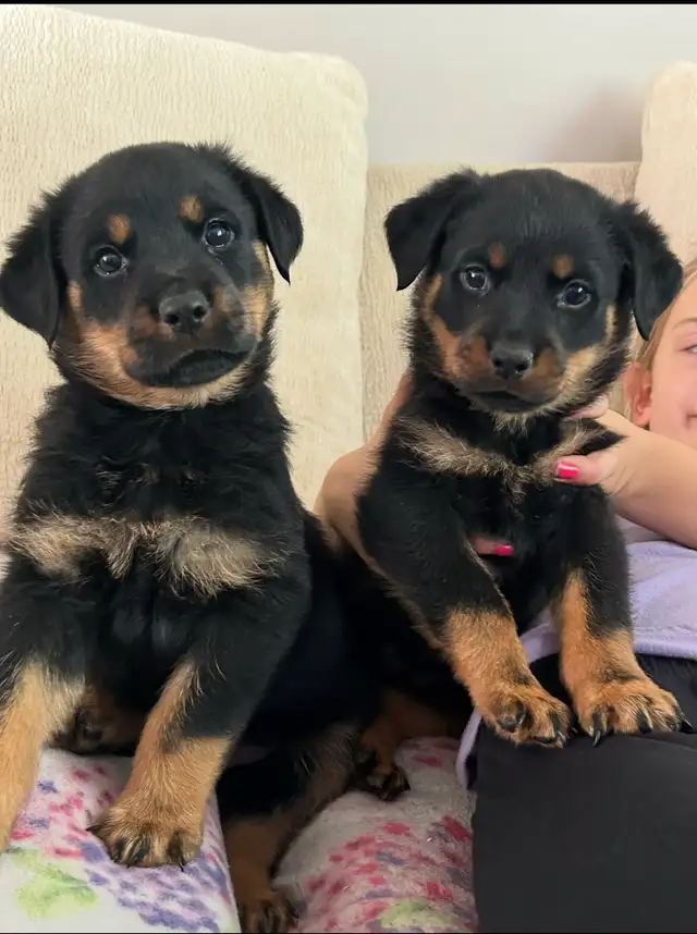 Rottweiler Puppies 2F 2M in Dogs & Puppies for Rehoming in Oakville / Halton Region - Image 4