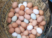 FERTILIZED CHICKEN HATCHING EGGS 