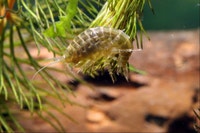 Live Scuds for Sale – Premium Fish Food (Betta, Cichlids, etc) City of Montréal Greater Montréal Preview