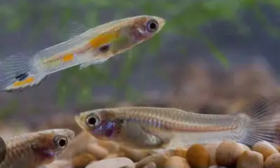 Looking to take care of any free unwanted fish, View more