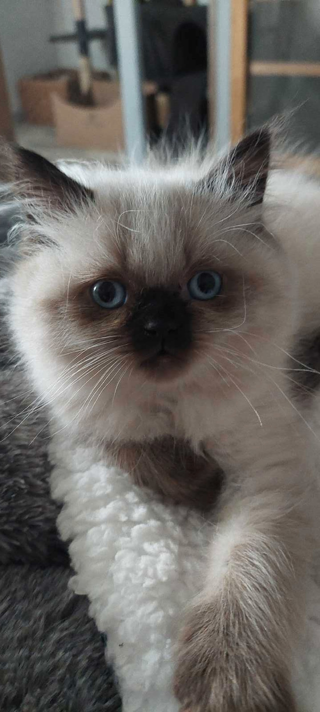 Chatons himalayens à vendre vacciner vermifuger dans Chats et chatons à adopter  à Trois-Rivières - Image 2