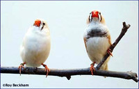 WHITE zebra finches for sale( male &amp; female available)