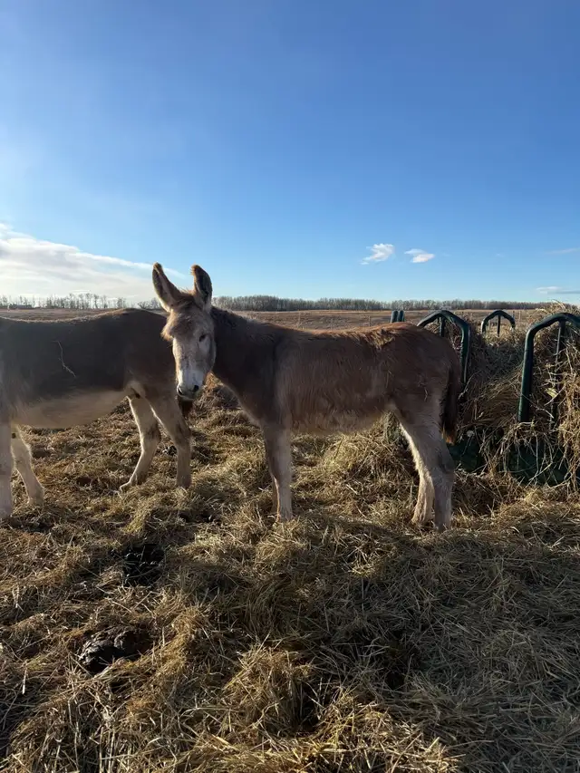 Standard Donkey - Jack in Livestock in Calgary - Image 3