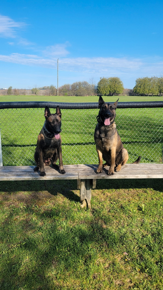 Belgian Malinois Urgent need to go. Dogs & Puppies for Rehoming