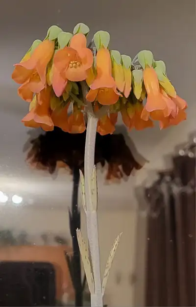 Chandelier plant (Kalanchoe delagoensis), View more