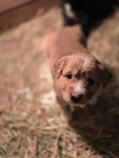 Mini Golden Aussie, View more