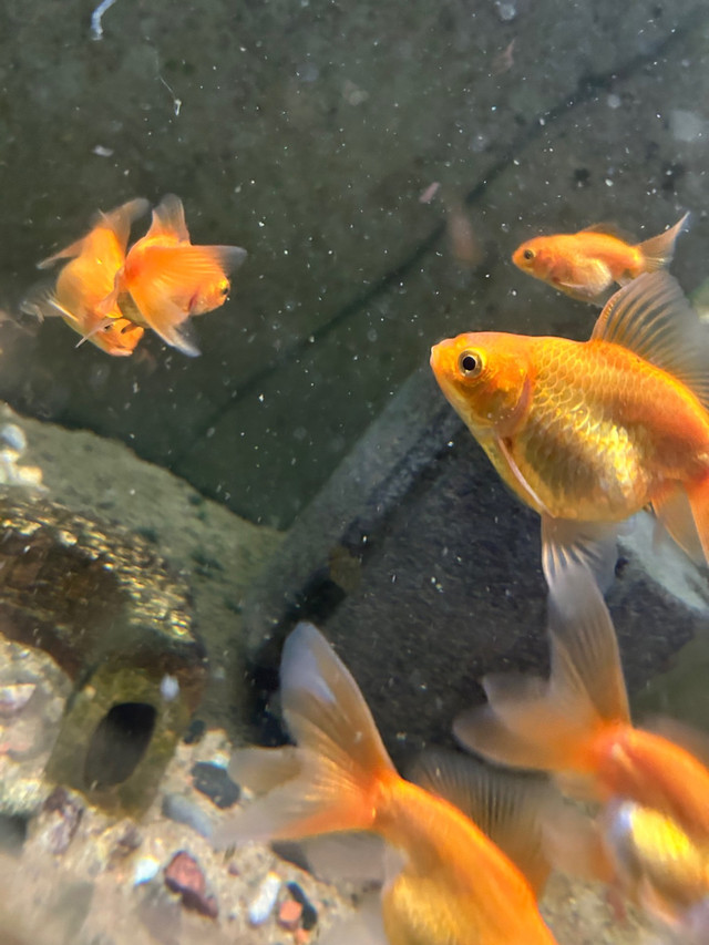 Mixed goldfish for sale in Fish for Rehoming in Calgary - Image 3