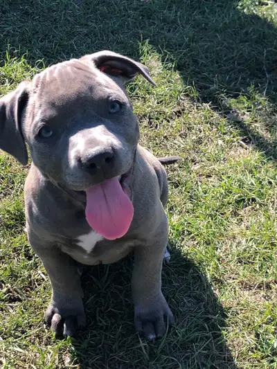 Beautiful Puppies available now, View more