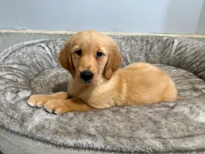 Purebred Male Golden Retriever puppies, View more