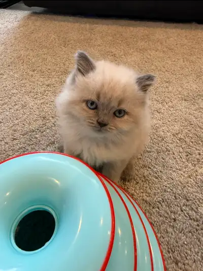 Purebred ragdoll kittens, View more