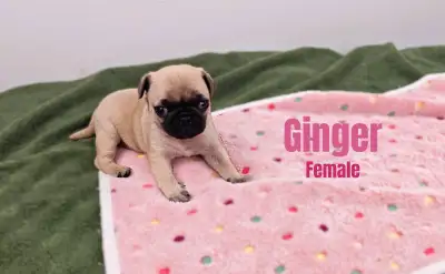 Pug Puppies, View more