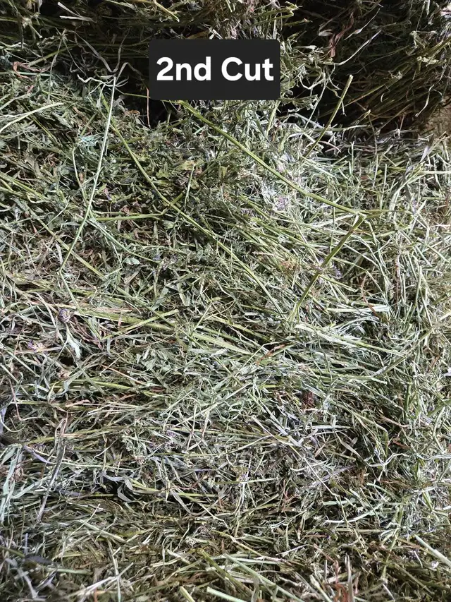 2026 Hay Small Squares 1st cut in Horses & Ponies for Rehoming in Owen Sound - Image 8