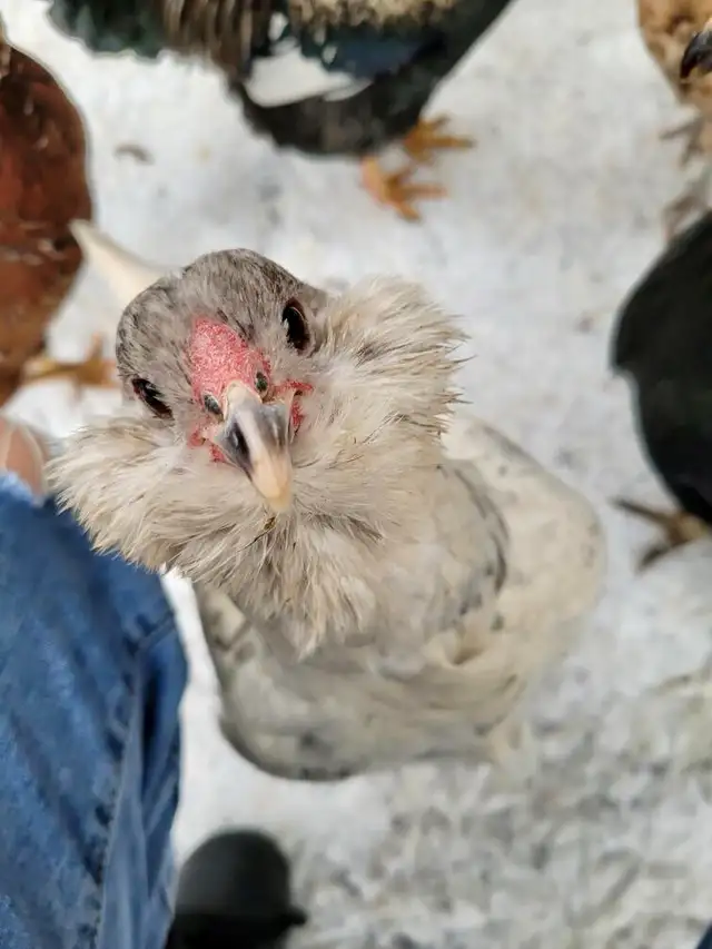 Introduction to Keeping Chickens65403974452609122