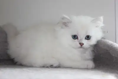 Beautiful litter of British Shorthair kittens available for reservation. • 3 girls (including 1 long...