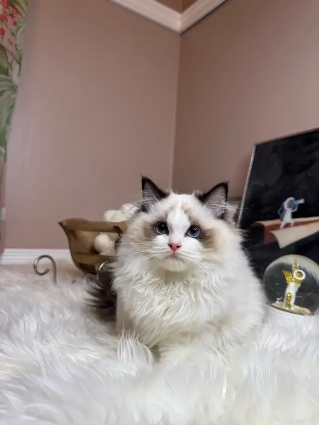 purebred ragdoll boy