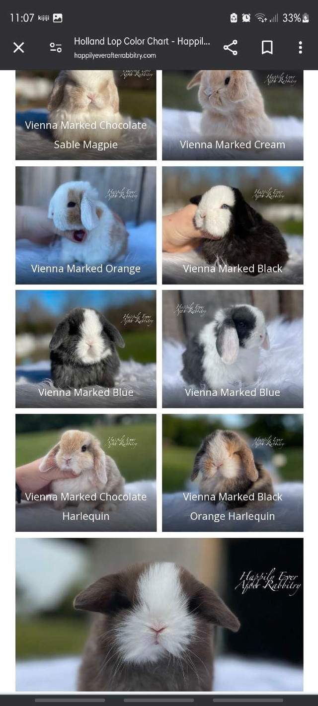 LF: Baby Male Blue Eyed Holland Lop  in Small Animals for Rehoming in Peterborough - Image 2