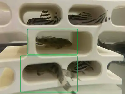 L008 Peckoltia sp., 5-6 cm, wild Rio Tocantins 40 each, discount if buying whole group (4-6) montrea...
