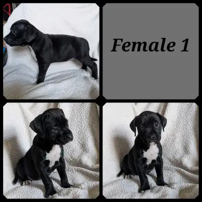 2 American Bulldogs left !, View more