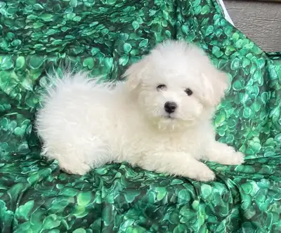 Bichon shih puppies, View more