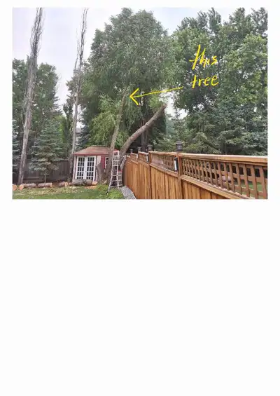 tree to be removed, looking for quotes, View more